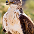 Ferruginous Hawk, Sonoran Desert